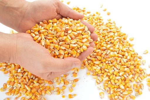 Soluble Corn Fiber Helps Retain Calcium in Women